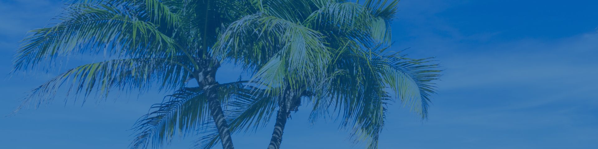Palm Trees in Ponte Vedra Beach