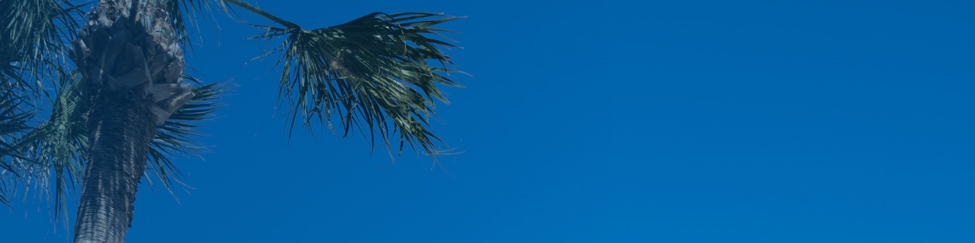 Palm fronds against a clear blue Florida sky at Recovery Keys
