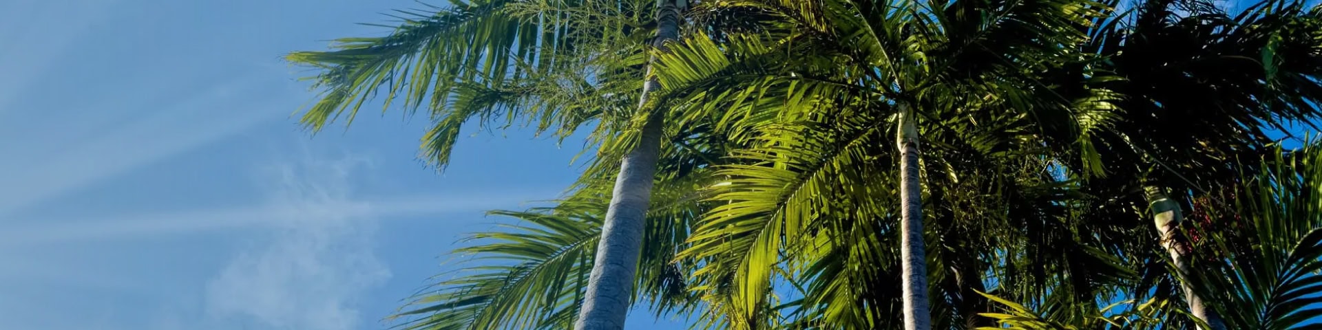 Palm trees under Florida sunshine near Recovery Keys in Northeast Florida