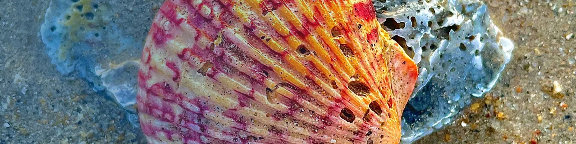 A seashell on the sand near Recovery Keys, used in recreational therapy outings