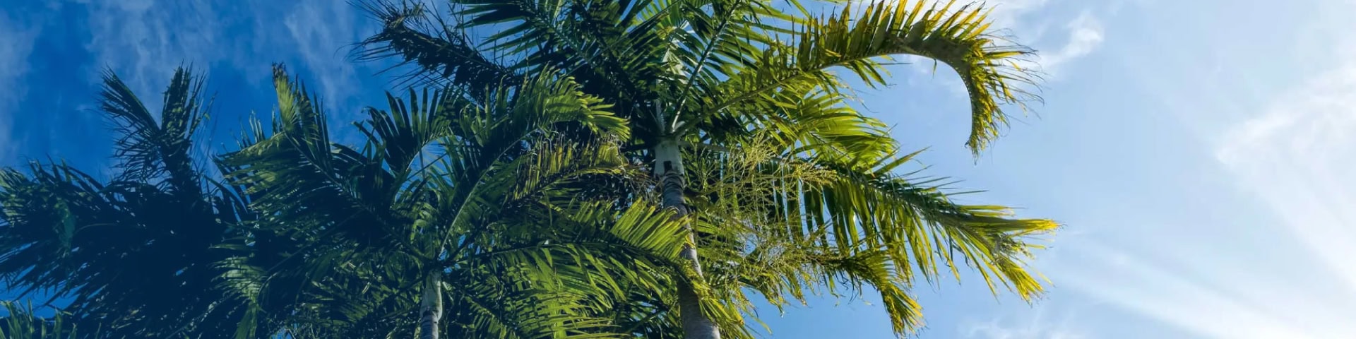 Palm trees and open sky above the Recovery Keys treatment center in Ponte Vedra Beach